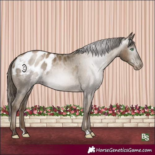 Horse Color:Gray Smoky Black Pearl Blanket Rabicano 