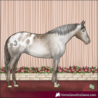 Horse Color:Gray Smoky Black Pearl Blanket Rabicano 