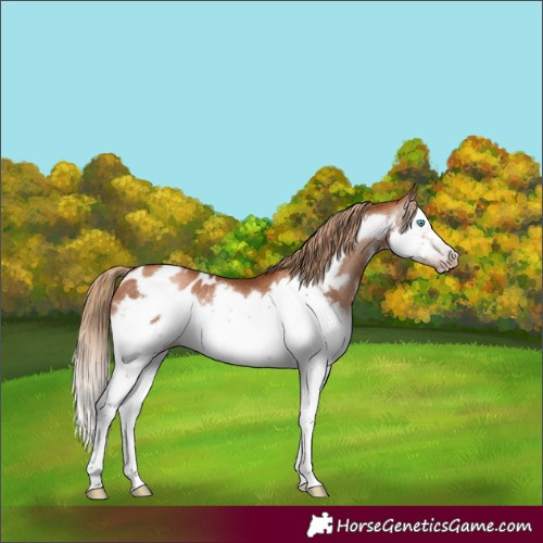 Horse Color:Gray Gold Champagne Splash Frame Appaloosa Rabicano