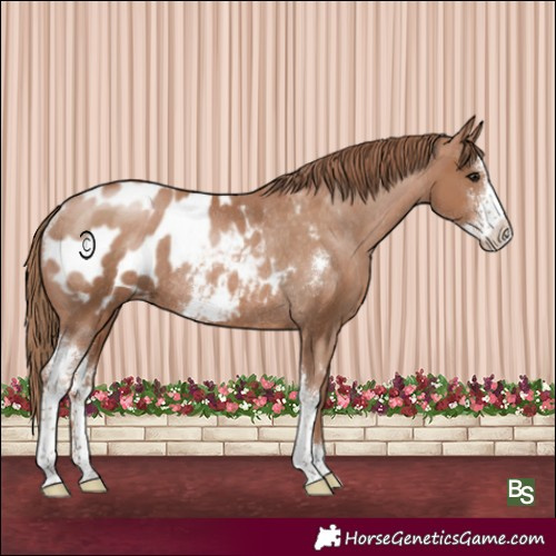 Horse Color:Black Pearl Sabino Appaloosa Rabicano