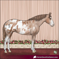 Horse Color:Black Pearl Sabino Appaloosa Rabicano 