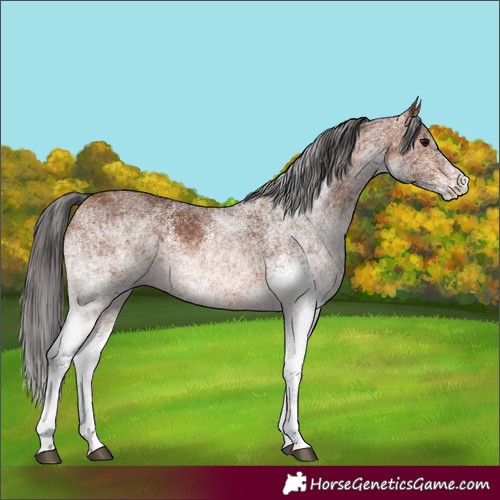Horse Color:White Spotted Bay 