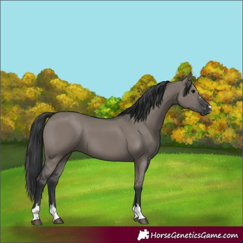 Horse Color:Grullo