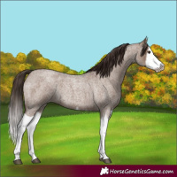Horse Color:Liver Red Dun Roan Splash Frame Rabicano