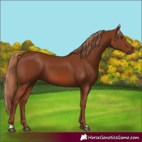 Horse Color:Chestnut 