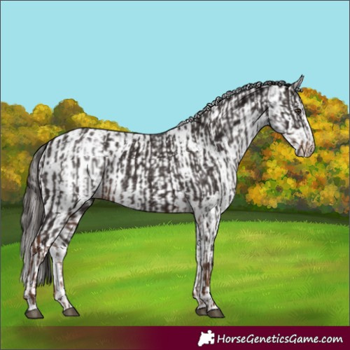 Horse Color:Liver Chestnut  and White Spotted Liver Chestnut 