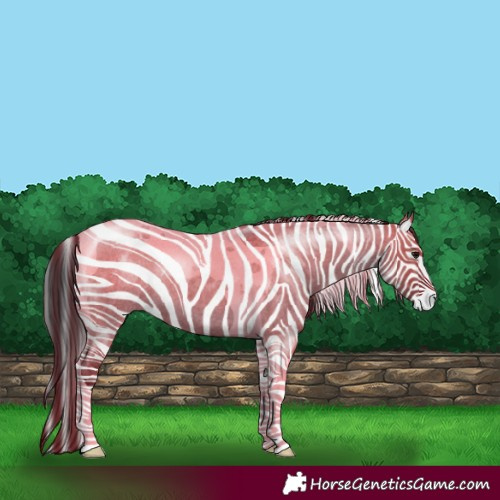 Horse Color:Grullo Roan Tobiano 
