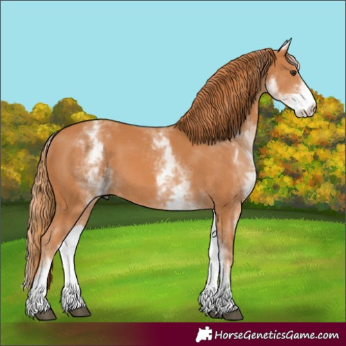 Horse Color:White Spotted Chestnut 