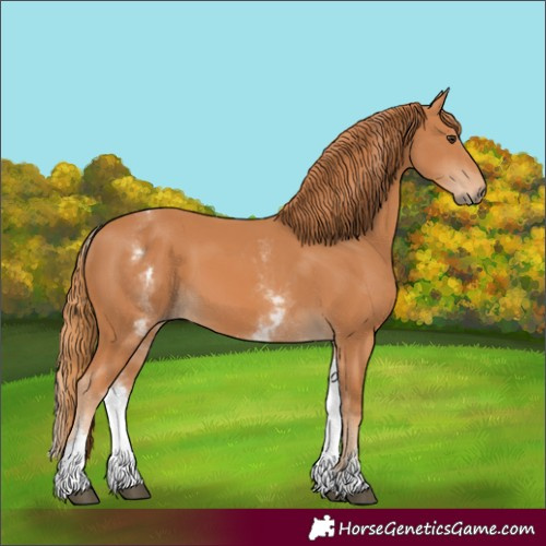 Horse Color:White Spotted Chestnut