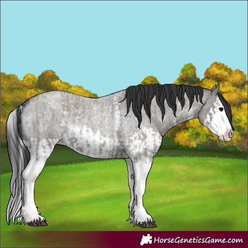 Horse Color:Unknown 