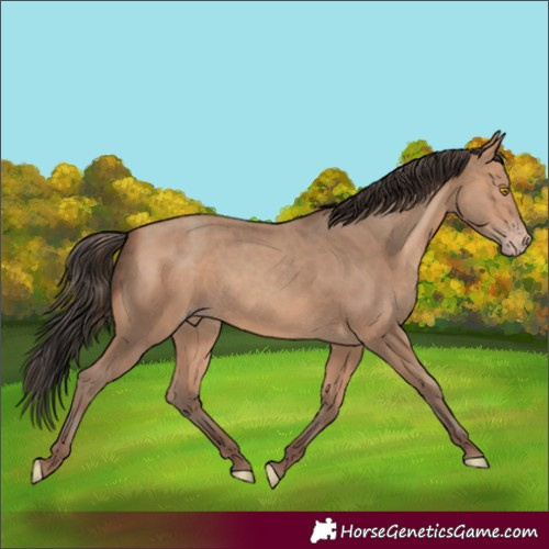 Horse Color:Amber Champagne