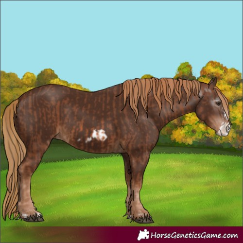 Horse Color:Chestnut Frame  and Gray Chestnut Frame 