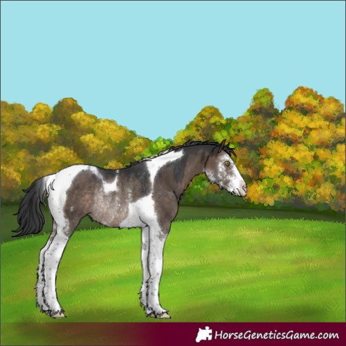 Horse Color:Brown Dun Sabino Tobiano Rabicano 
