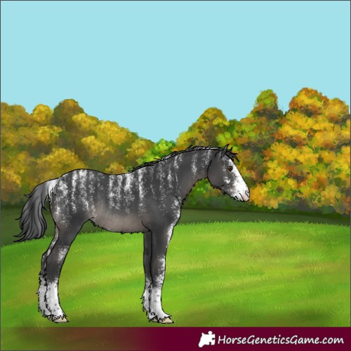 Horse Color:Powder White Black Sabino Rabicano 