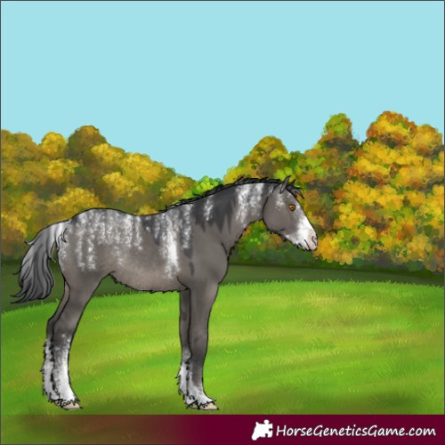 Horse Color:Powder White Grullo Sabino Rabicano 