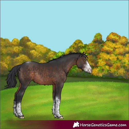 Horse Color:Brown Sabino Tobiano Rabicano 
