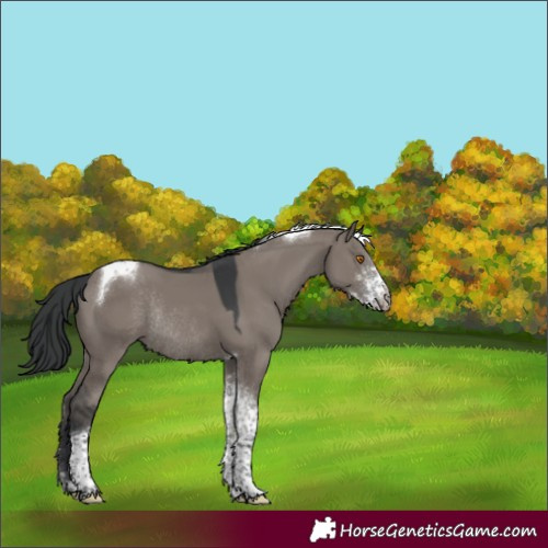 Horse Color:Grullo Sabino Tobiano Rabicano 