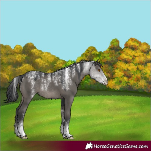 Horse Color:Powder White Grullo Sabino Rabicano 
