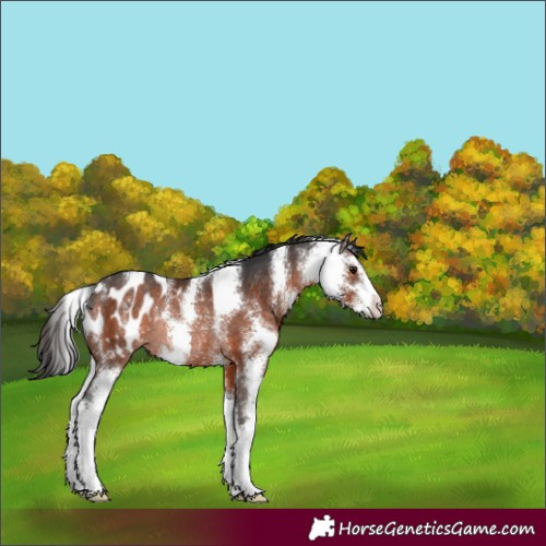 Horse Color:Brown Sabino Appaloosa Rabicano 