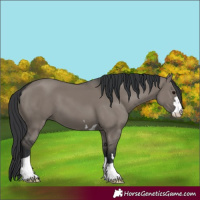 Horse Color:Grullo 