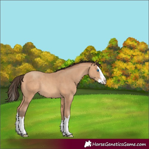 Horse Color:Amber Champagne Splash Rabicano 