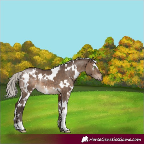Horse Color:White Spotted Silver Brown Dun 