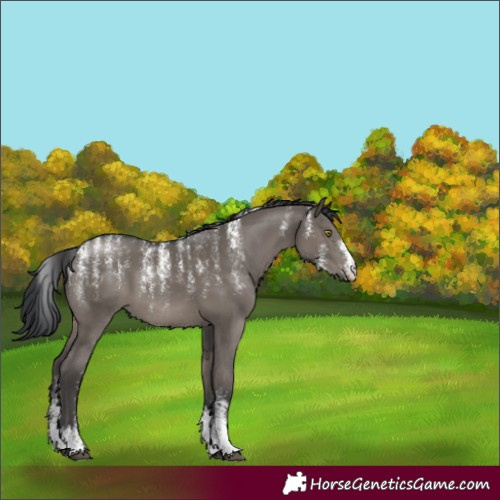 Horse Color:Powder White Grullo 