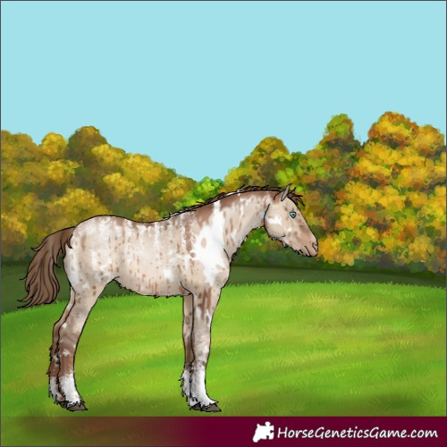 Horse Color:Powder White White Spotted Brown Pearl Dun Brindle 