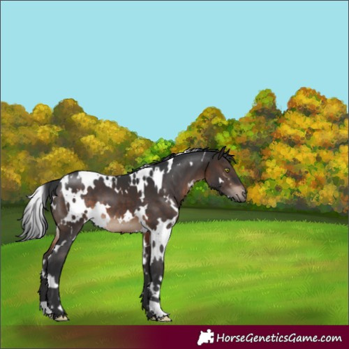 Horse Color:White Spotted Brown 