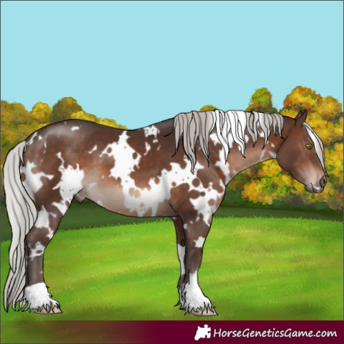 Horse Color:White Spotted Silver Brown 