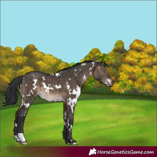 Horse Color:White Spotted Brown Dun Brindle 