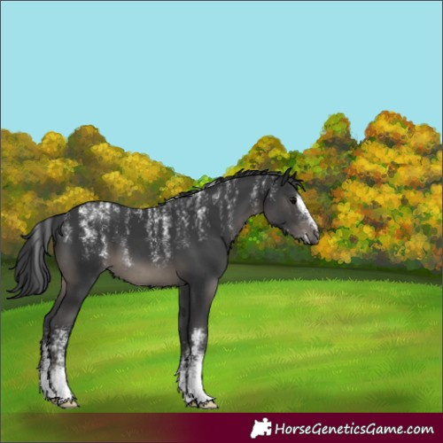 Horse Color:Powder White Black 
