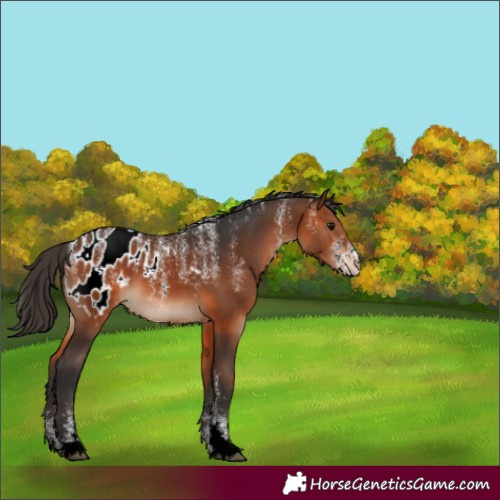 Horse Color:Powder White Bay Appaloosa 