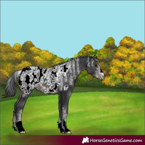 Horse Color:Powder White Black Appaloosa 