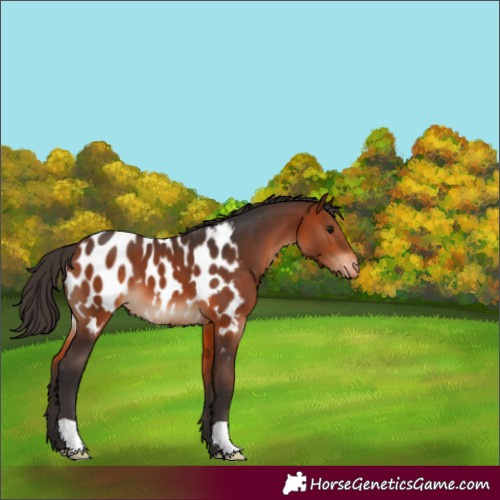 Horse Color:Bay Appaloosa 
