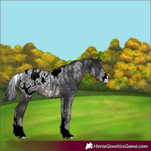 Horse Color:Powder White Black Blanket 