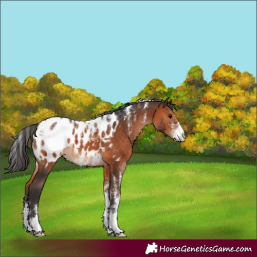 Horse Color:Powder White Brown Appaloosa 