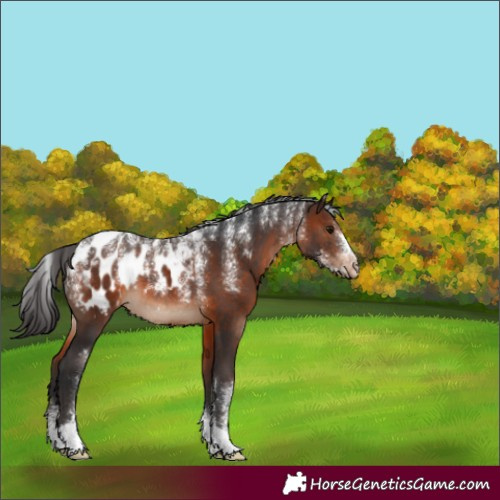 Horse Color:Powder White Brown Blanket 