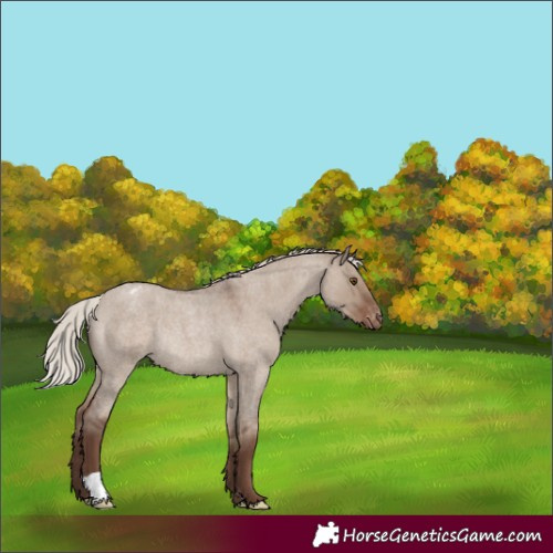 Horse Color:Silver Grullo Roan Varnish Rabicano 