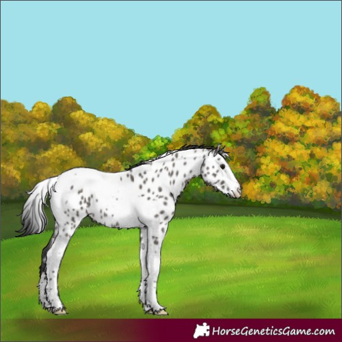 Horse Color:Grullo Tobiano Near Leopard 