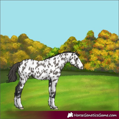 Horse Color:Grullo Appaloosa 
