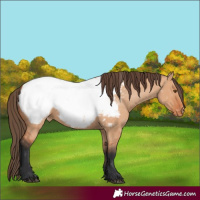 Horse Color:Bay Dun Snowcap 