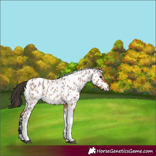 Horse Color:Bay Roan Tobiano Appaloosa