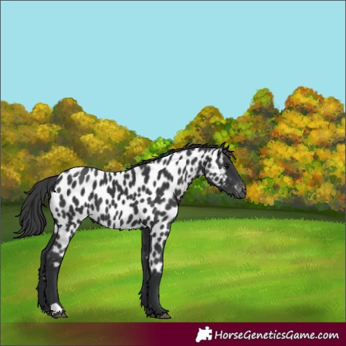 Horse Color:Black Near Leopard 