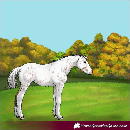 Horse Color:Bay Roan Tobiano Near Leopard 