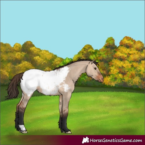 Horse Color:Bay Dun Appaloosa 