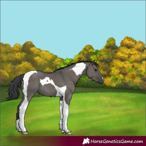 Horse Color:Grullo Tobiano 