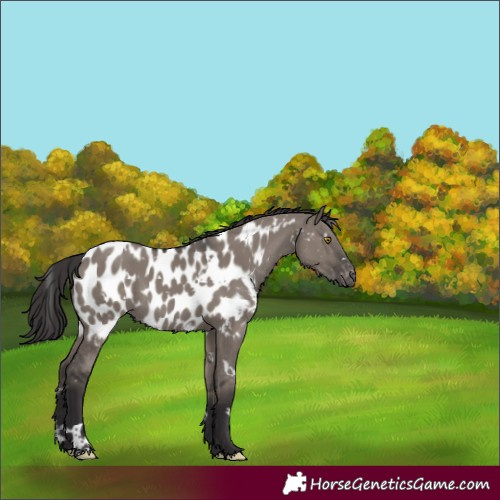 Horse Color:White Spotted Smoky Grullo Appaloosa Rabicano