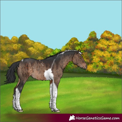Horse Color:Brown Dun Tobiano Rabicano Brindle 