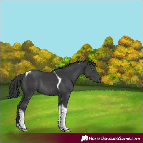 Horse Color:Black Tobiano Rabicano 